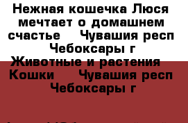  Нежная кошечка Люся мечтает о домашнем счастье  - Чувашия респ., Чебоксары г. Животные и растения » Кошки   . Чувашия респ.,Чебоксары г.